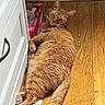 cat, orange_tabby, floor, wooden_floor, cabinet, furniture, indoor, pet, resting, lying_down, relaxed, box, cat_bed, fur, whiskers, tail, paw, domestic_animal, home, animal