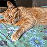 Cookie participe au concours pour gagner de l'argent avec cette photo : cat, orange_cat, tabby, sleeping, resting, paw, whiskers, bed, blanket, floral_pattern, indoor, pet, fur, relaxation, close_up, animal, cute, domestic_cat, cozy, nap