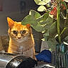 cat, orange_cat, tabby, pet, animal, flower, vase, green_leaves, indoor, appliance, curious, close_up, plant, houseplant, domestic, feline, whiskers, soft_light, cozy, background