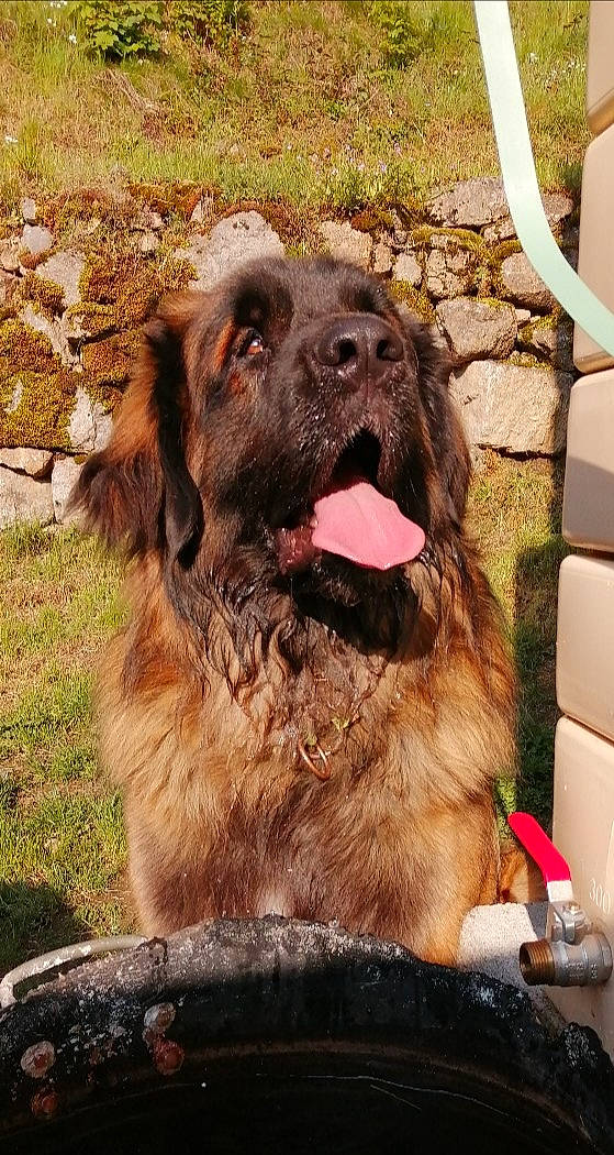 Tommy a rejoint le concours — aidez-le/la à gagner de superbes lots ! ancient_dog_breeds, canidae, carnivore, companion_dog, dog, dog_breed, fur, gaddi_kutta, giant_dog_breed, grass, gun_dog, hunting_dog, liver, snout, sporting_group, terrestrial_animal, tibetan_mastiff, working_animal, working_dog