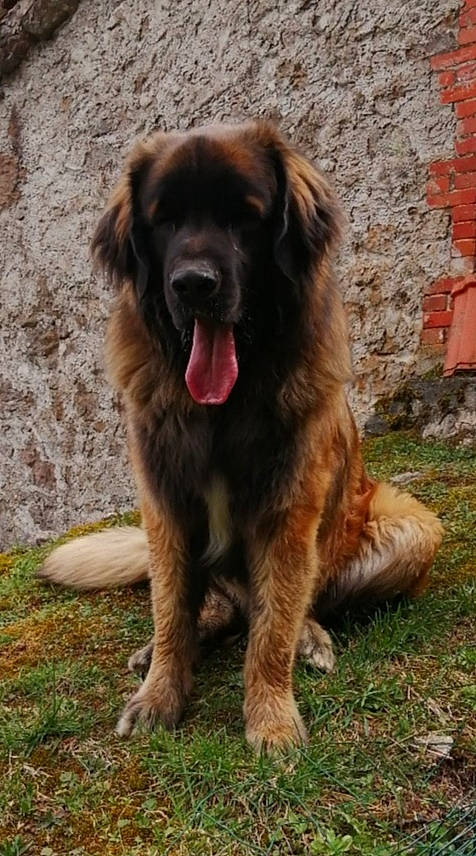 Tommy participe au concours pour gagner de l'argent avec cette photo : ancient_dog_breeds, canidae, carnivore, caucasian_shepherd_dog, companion_dog, dog, dog_breed, gaddi_kutta, grass, guard_dog, herding_dog, leonberger, liver, newfoundland, snout, sporting_group, terrestrial_animal, tibetan_mastiff, working_animal, working_dog