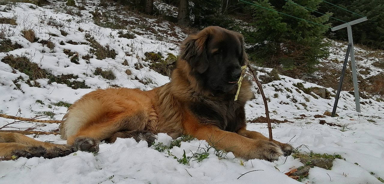 Tommy participe au concours pour gagner de l'argent avec cette photo : carnivore, dog, dog_breed, fawn, freezing, fur, guard_dog, hound, liver, plant, retriever, snow, sporting_group, tail, terrestrial_animal, tree, wildlife, winter, working_animal, working_dog