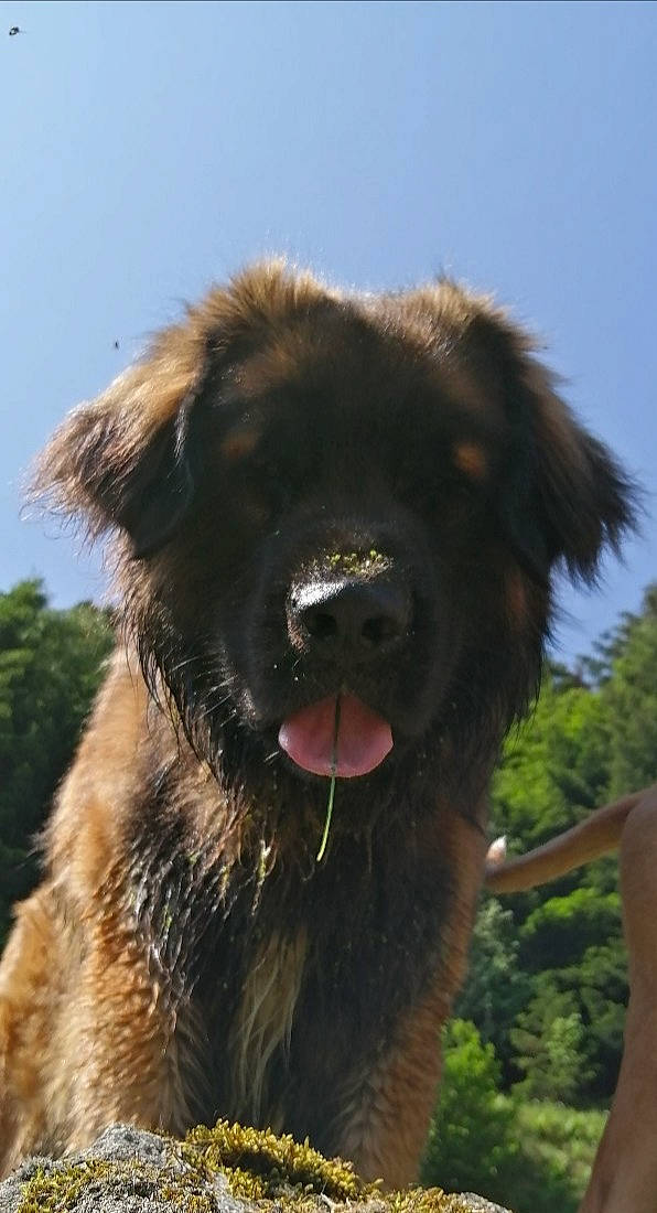 Tommy participe au concours pour gagner de l'argent avec cette photo : canidae, carnivore, companion_dog, dog, dog_breed, estrela_mountain_dog, fawn, fur, giant_dog_breed, grass, leonberger, liver, shout, sky, snout, sporting_group, terrestrial_animal, tree, working_animal, working_dog