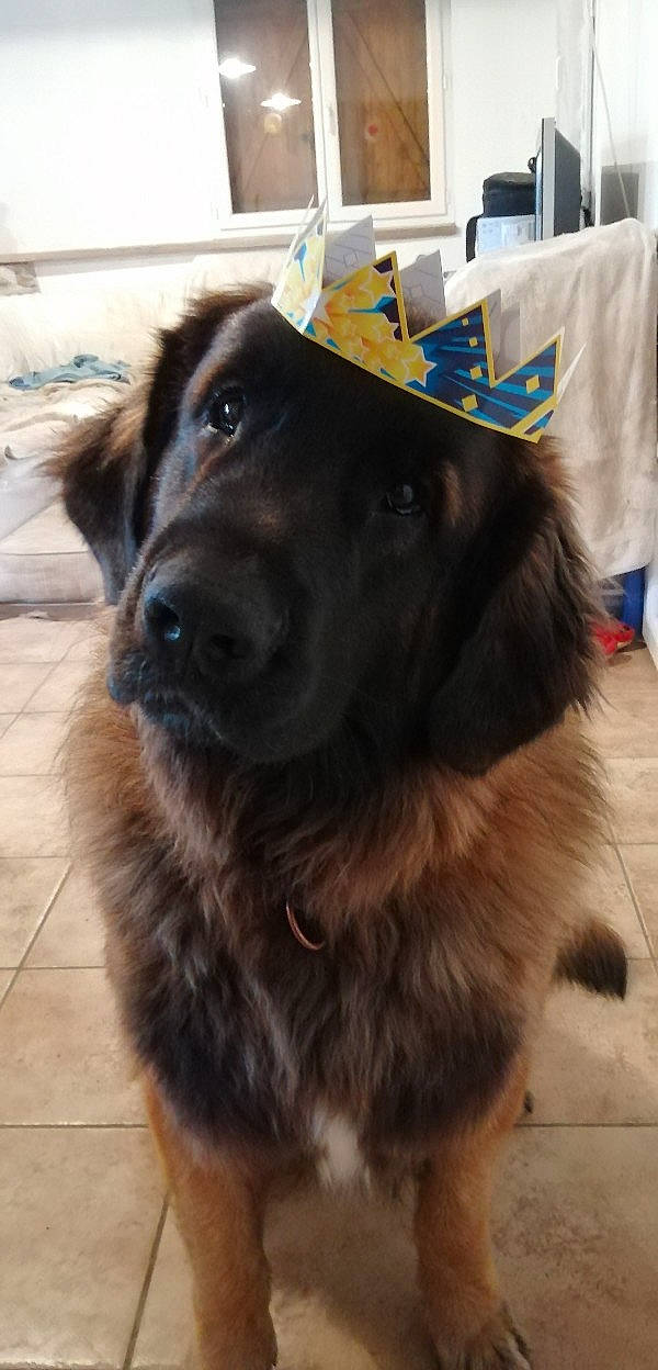 Tommy participe au concours pour gagner de l'argent avec cette photo : borador, canidae, carnivore, collar, companion_dog, dog, dog_breed, dog_collar, flooring, fur, guard_dog, hat, herding_dog, liver, pet_supply, snout, sporting_group, whiskers, working_animal, working_dog