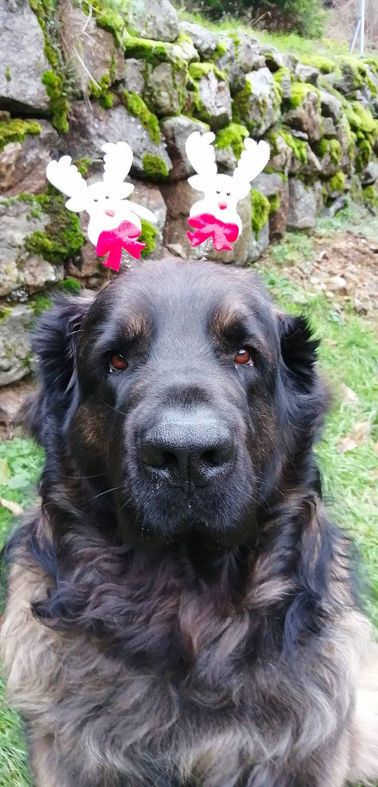 Rahan participe au concours pour gagner de l'argent avec cette photo : borador, canidae, carnivore, companion_dog, dog, dog_breed, dog_collar, flower, fur, grass, green, gun_dog, hat, liver, plant, retriever, snout, spaniel, sporting_group, working_animal