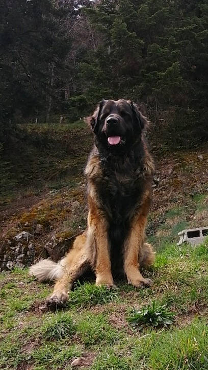 Rahan a rejoint le concours — aidez-le/la à gagner de superbes lots ! carnivore, dog, dog_breed, event, german_shepherd_dog, grass, plant, sporting_group, tail, terrestrial_animal, working_animal, working_dog