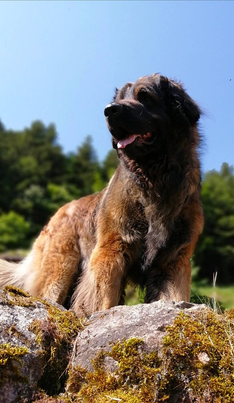 Rahan participe au concours pour gagner de l'argent avec cette photo : biting, canidae, carnivore, companion_dog, dog, dog_breed, grass, rock, sky, snout, sporting_group, terrestrial_animal, tree, water, wildlife, working_animal, working_dog