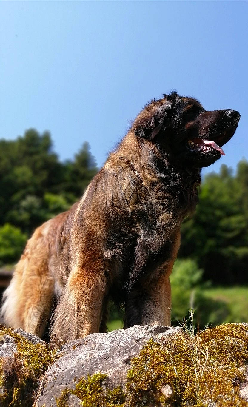 Rahan participe au concours pour gagner de l'argent avec cette photo : canidae, carnivore, dog, dog_breed, fur, grass, grassland, hunting_dog, liver, plant, rock, sky, soil, sporting_group, statue, terrestrial_animal, tree, wildlife, working_animal