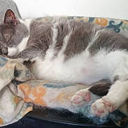 Louna participe au concours pour gagner de l'argent avec cette photo : animal, blanket, cat, cozy, cute, domestic_cat, feline, fur, gray_and_white, indoor, napping, paw, pet_bed, pink_paw_pads, quiet, relaxed, resting, sleeping, soft_texture, whiskers