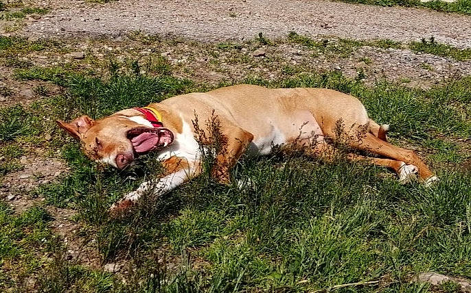 Ina participe au concours pour gagner de l'argent avec cette photo : canidae, carnivore, collar, companion_dog, dog, dog_breed, dog_supply, fawn, grass, grassland, hunting_dog, leash, non_sporting_group, plant, soil, sporting_group, tail, terrestrial_animal, wildlife, working_dog