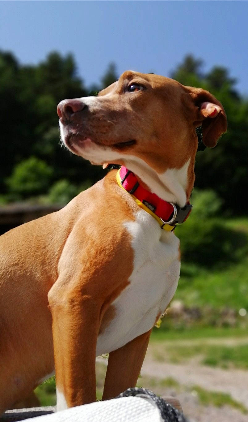 Ina participe au concours pour gagner de l'argent avec cette photo : canidae, carnivore, collar, companion_dog, dog, dog_breed, dog_collar, dog_supply, fawn, liver, pet_supply, plant, rampur_greyhound, sky, snout, sporting_group, tree, whiskers, working_animal, working_dog