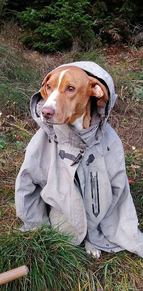 Ina a rejoint le concours — aidez-le/la à gagner de superbes lots ! adventure, canidae, carnivore, companion_dog, dog, dog_breed, fawn, fur, grass, hound, hunting_dog, liver, plant, pointing_breed, retriever, snout, spaniel, sporting_group, whiskers, working_animal