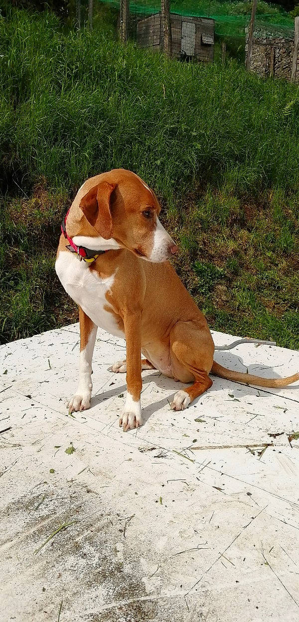 Ina a rejoint le concours — aidez-le/la à gagner de superbes lots ! beaglier, canidae, carnivore, collar, companion_dog, dog, dog_breed, grass, hound, hunting_dog, liver, paw, plant, scent_hound, snout, sporting_group, tail, terrestrial_animal, working_animal, working_dog