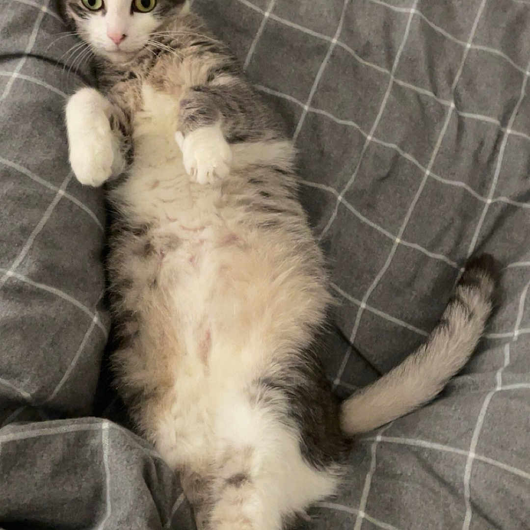 Stella participe au concours pour gagner de l'argent avec cette photo : animal, bed, blanket, cat, checkered, cute, domestic, eyes, feline, fur, gray, indoor, lying_down, paws, pet, playful, relaxed, tail, whiskers, white