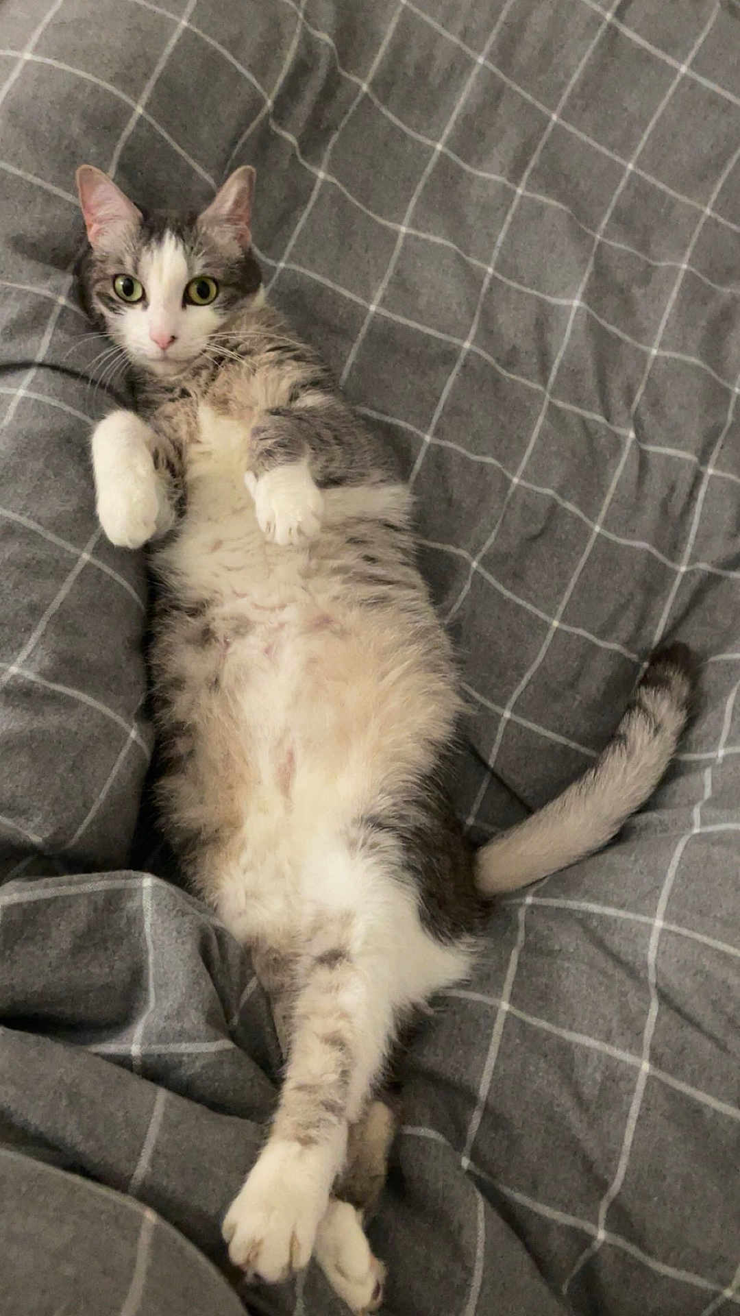 Stella