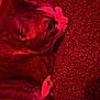 Stella a rejoint le concours — aidez-le/la à gagner de superbes lots ! cat, animal, pet, feline, closeup, side_view, blanket, texture, red_light, indoor, cozy, fur, whiskers, relaxing, resting, curious, sleepy, soft, companion, domestic