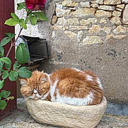 Leo a rejoint le concours — aidez-le/la à gagner de superbes lots ! cat, colorful, cozy, feline, flower, green_leaves, nature, orange_cat, outdoor, peaceful, pet, plant, quiet, resting, rose, rustic_wall, sleeping, small_bed, stone_planter, white_cat