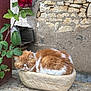 cat, colorful, cozy, feline, flower, green_leaves, nature, orange_cat, outdoor, peaceful, pet, plant, quiet, resting, rose, rustic_wall, sleeping, small_bed, stone_planter, white_cat