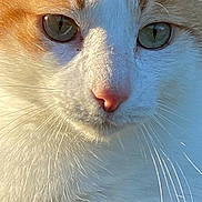 Attila a rejoint le concours — aidez-le/la à gagner de superbes lots ! animal, calm, cat, close_up, cute, daylight, eyes, face, feline, fur, mammal, nature, nose, orange_and_white, outdoor, pet, portrait, sunlight, whiskers