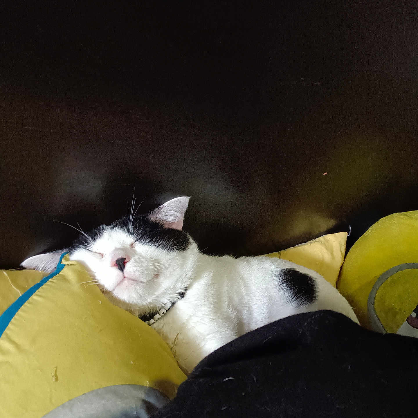 Biscuit joined the competition — help win amazing prizes! animal, bedroom, black_and_white, blanket, cat, collar, cozy, cute, domestic_cat, ear, face, fur, indoor, pet, pillow, relaxed, resting, sleeping, snout, whiskers