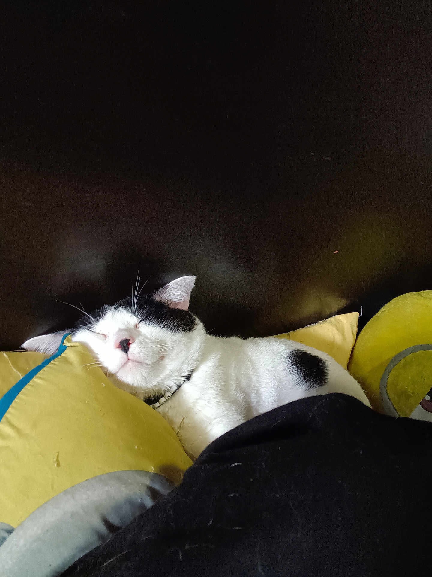Biscuit joined the competition — help win amazing prizes! cat, sleeping, black_and_white, pillow, blanket, indoor, resting, cozy, fur, pet, whiskers, relaxed, animal, cute, domestic_cat, bedroom, face, ear, snout, collar