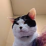 Biscuit is registered to the contest to win money with this photo: cat, black_and_white, pet, indoor, close_up, animal, feline, whiskers, ear, fur, collar, shoulder, person, hair, purple_hair, wall, ceiling, texture, calm, portrait