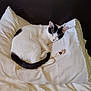 Biscuit is registered to the contest to win money with this photo: cat, sleeping, white_pillow, black_and_white, bed, resting, fur, pet, cozy, cute, domestic_cat, animal, whiskers, tail, relaxation, indoors, soft, peaceful, cute_pet, nap