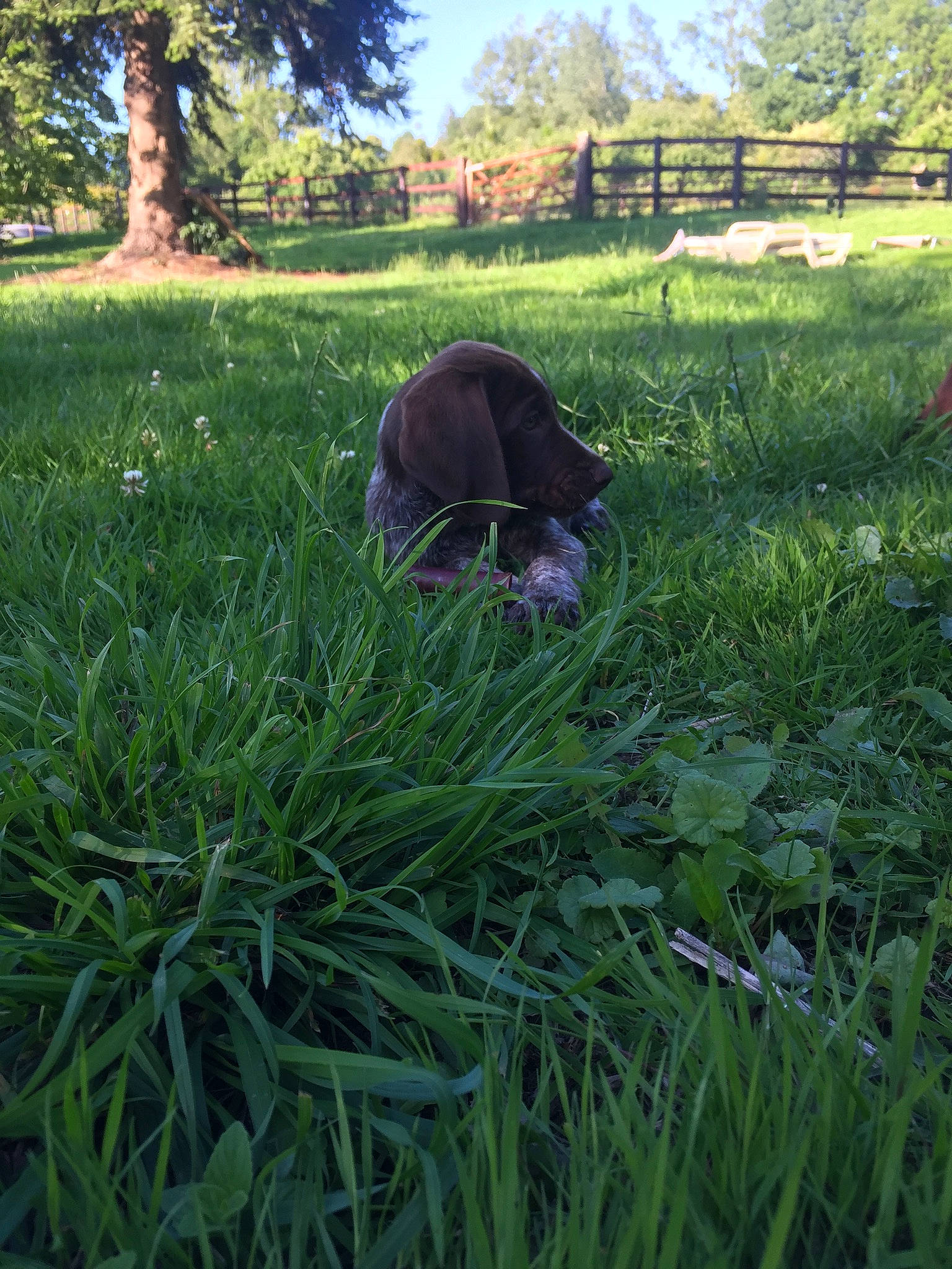 Rhea a rejoint le concours — aidez-le/la à gagner de superbes lots ! agriculture, carnivore, companion_dog, dog, dog_breed, fawn, grass, grass_family, grassland, groundcover, landscape, lawn, leaf, meadow, people_in_nature, plant, prairie, shrub, terrestrial_plant, tree
