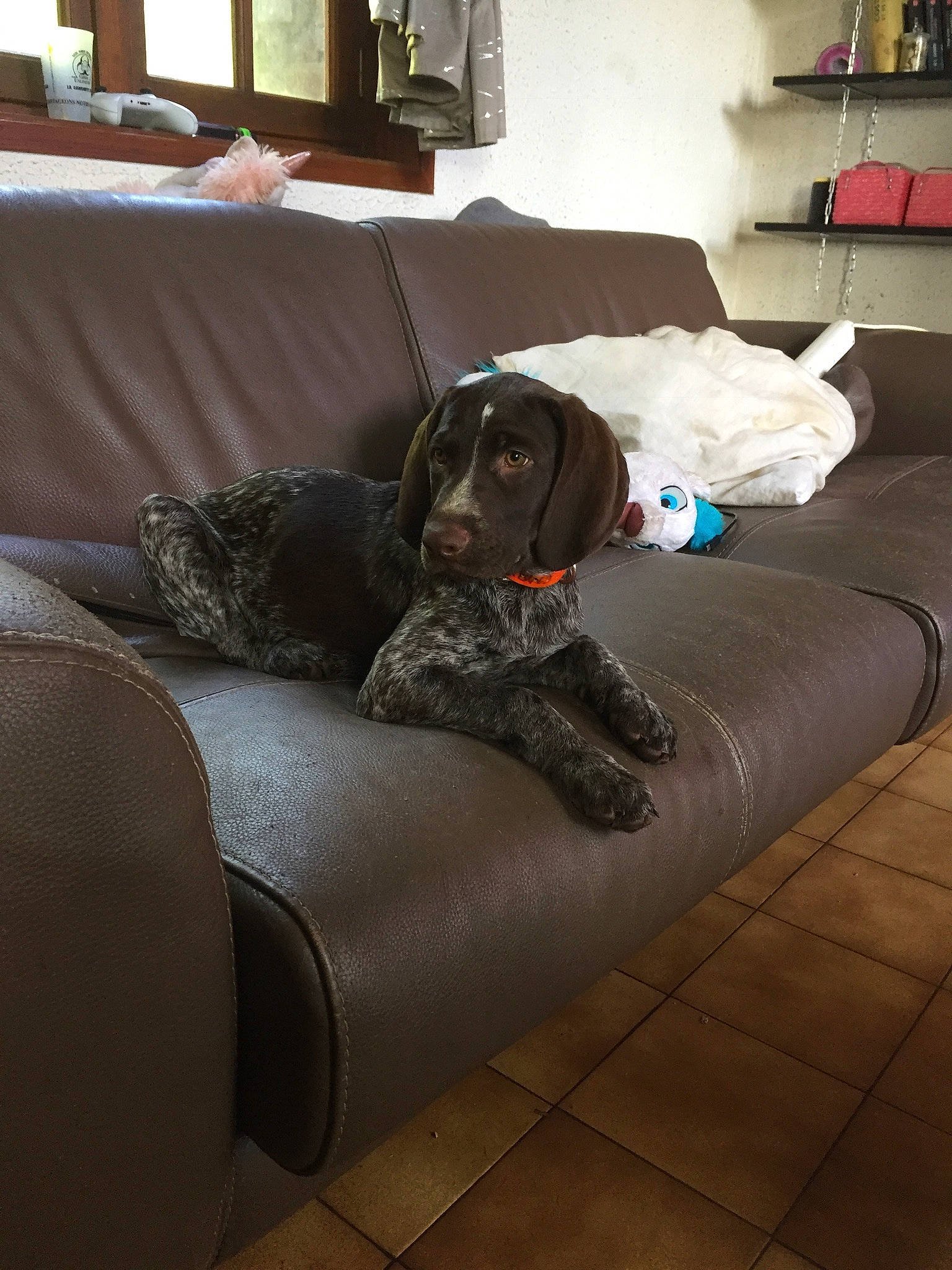 Rhea a rejoint le concours — aidez-le/la à gagner de superbes lots ! brown, carnivore, comfort, companion_dog, couch, dog, dog_breed, floor, flooring, furniture, grey, hardwood, interior_design, living_room, room, sofa_bed, sporting_group, studio_couch, window, working_animal