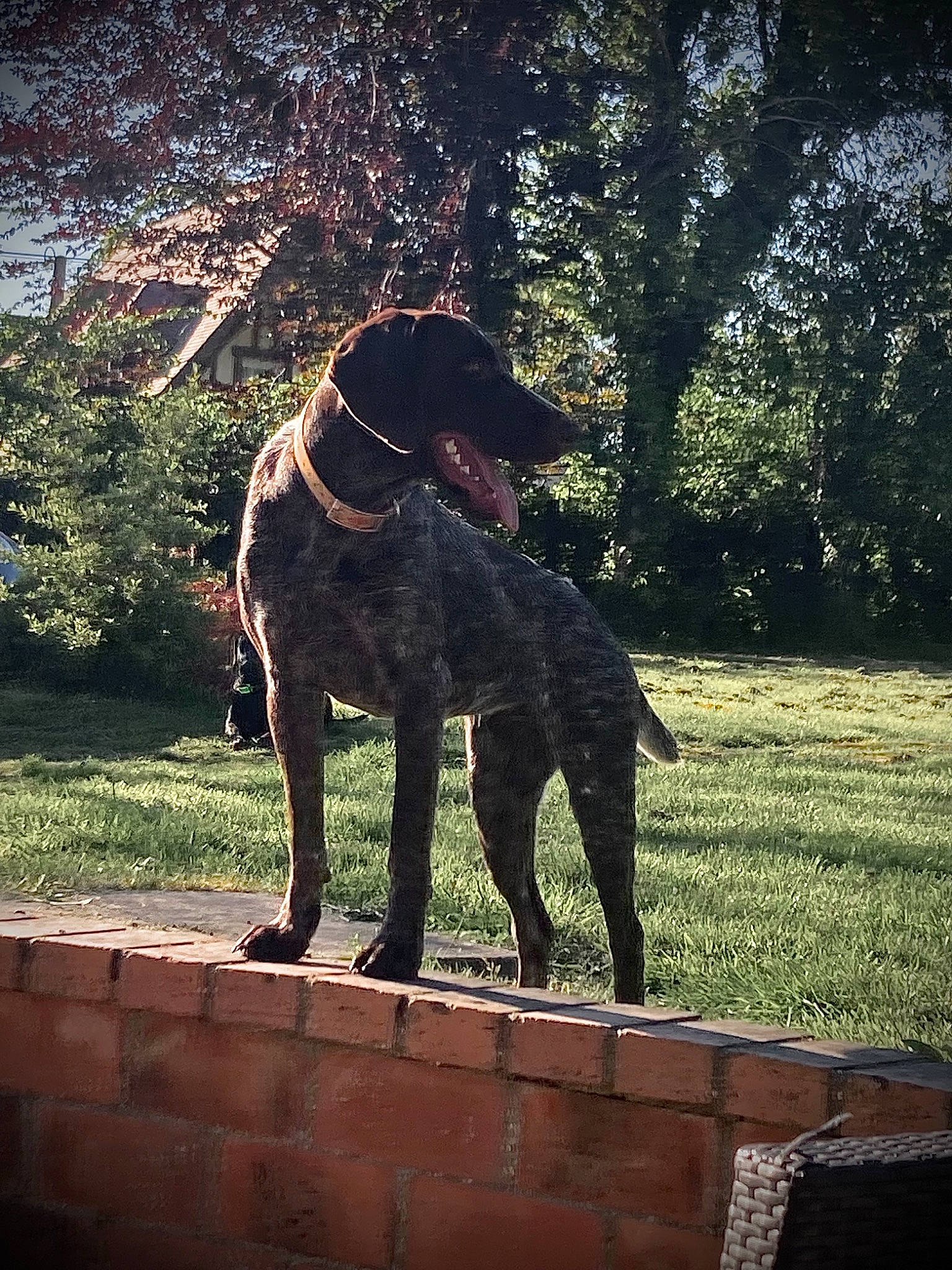 Rhea a rejoint le concours — aidez-le/la à gagner de superbes lots ! canidae, carnivore, companion_dog, dog, dog_breed, dog_collar, fawn, grass, guard_dog, gun_dog, plant, shade, sporting_group, tail, terrestrial_animal, tints_and_shades, tree, wood, working_animal, working_dog