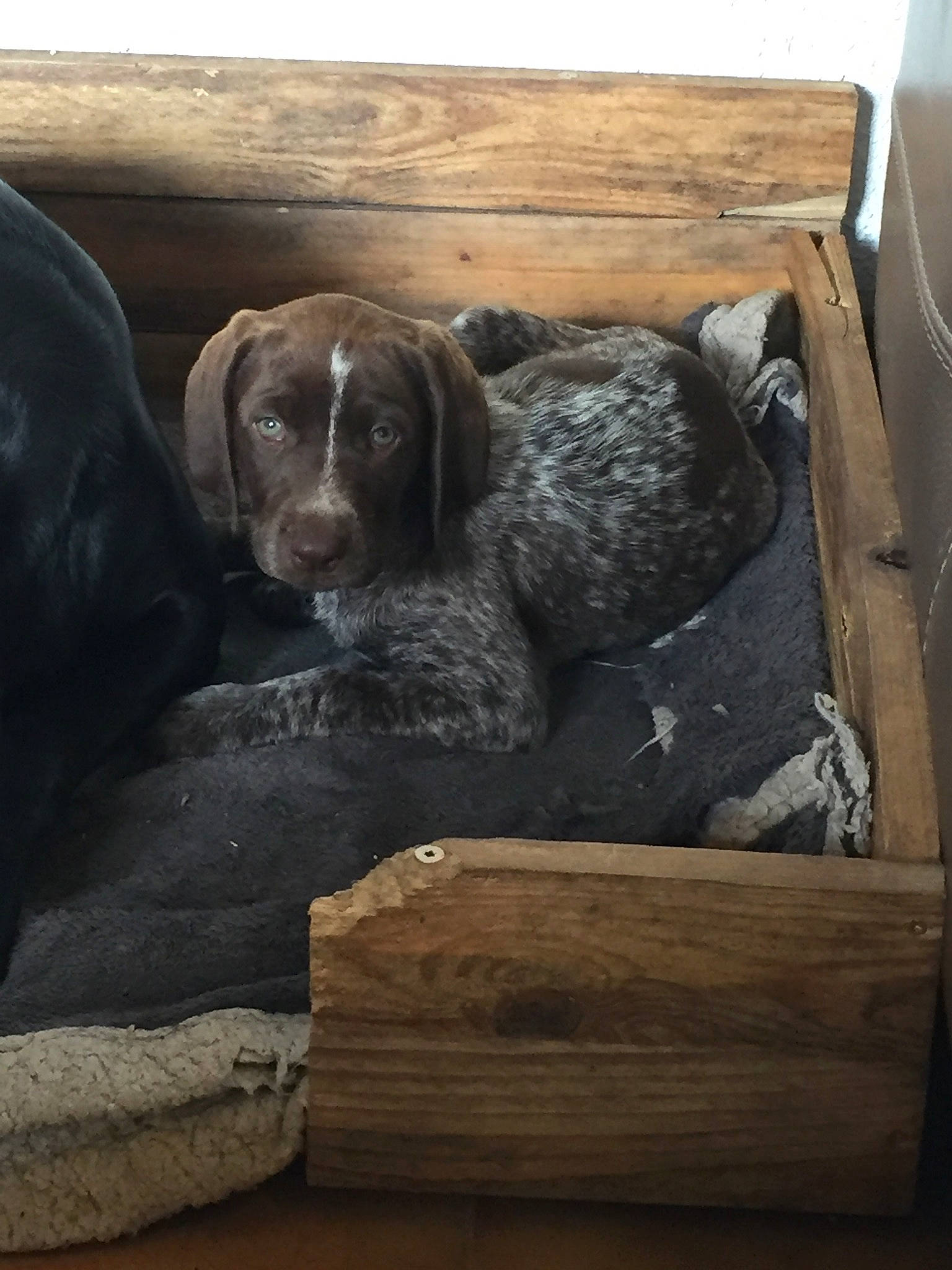 Rhea a rejoint le concours — aidez-le/la à gagner de superbes lots ! canidae, carnivore, comfort, companion_dog, dog, dog_breed, fawn, fur, grey, gun_dog, hardwood, hunting_dog, liver, sitting, snout, sporting_group, terrestrial_animal, tree, wood, working_animal