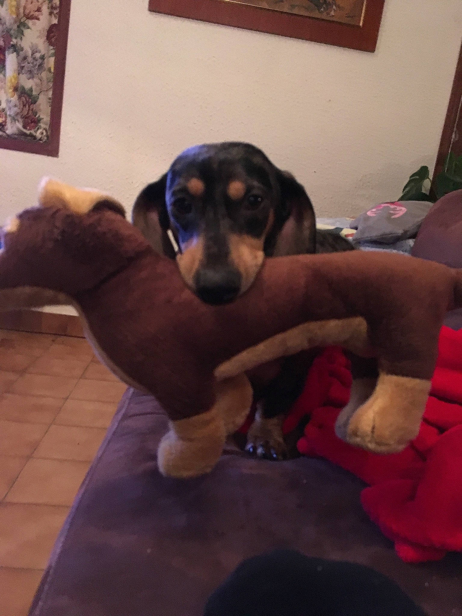 Mango participe au concours pour gagner de l'argent avec cette photo : canidae, carnivore, chair, comfort, companion_dog, dog, dog_breed, dog_supply, fawn, flooring, fur, guard_dog, hound, houseplant, picture_frame, sitting, snout, sporting_group, working_animal, working_dog