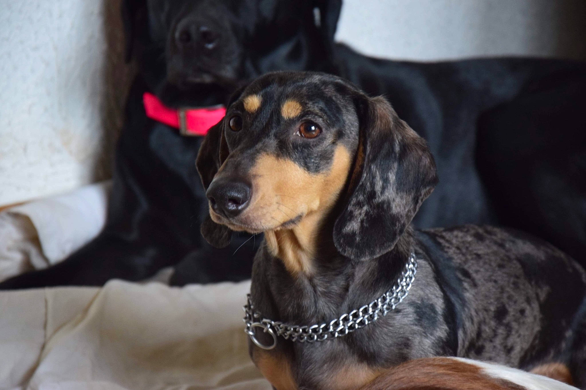 Mango a rejoint le concours — aidez-le/la à gagner de superbes lots ! canidae, carnivore, companion_dog, dog, dog_breed, fur, guard_dog, hunting_dog, scent_hound, snout, sporting_group, whiskers, working_animal, working_dog