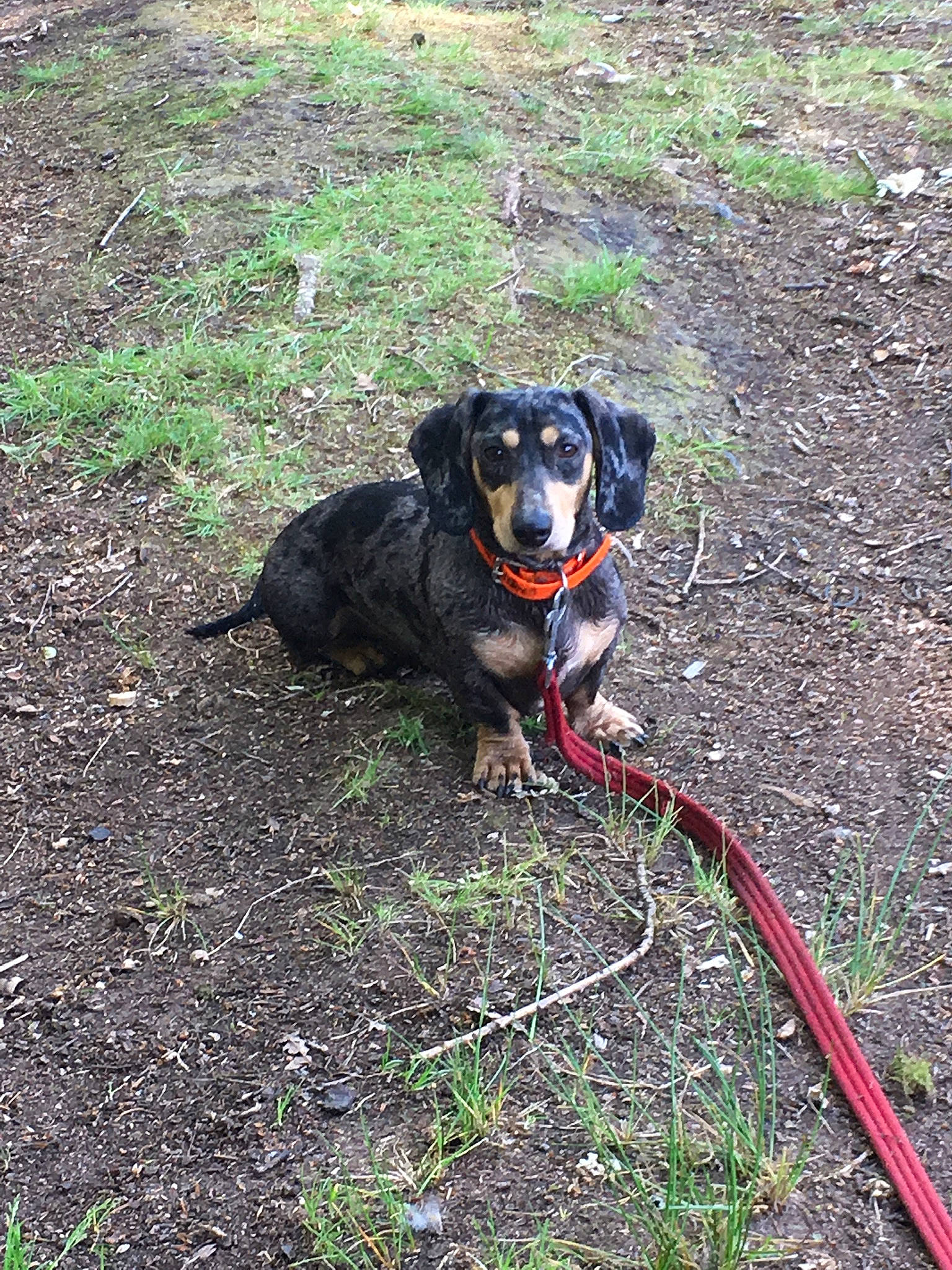 Mango participe au concours pour gagner de l'argent avec cette photo : adventure, carnivore, collar, companion_dog, dog, dog_breed, dog_collar, dog_supply, fashion_accessory, fawn, grass, leash, personal_protective_equipment, plant, recreation, snout, soil, sporting_group, tail, working_animal
