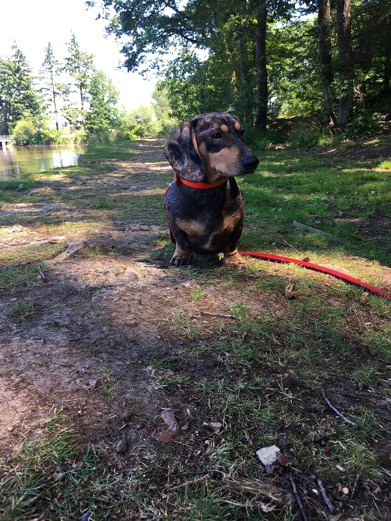 Mango a rejoint le concours — aidez-le/la à gagner de superbes lots ! carnivore, collar, companion_dog, dog, dog_breed, dog_collar, fawn, forest, garden_hose, grass, leash, plant, shrub, sky, soil, sporting_group, tail, tree, water, working_animal