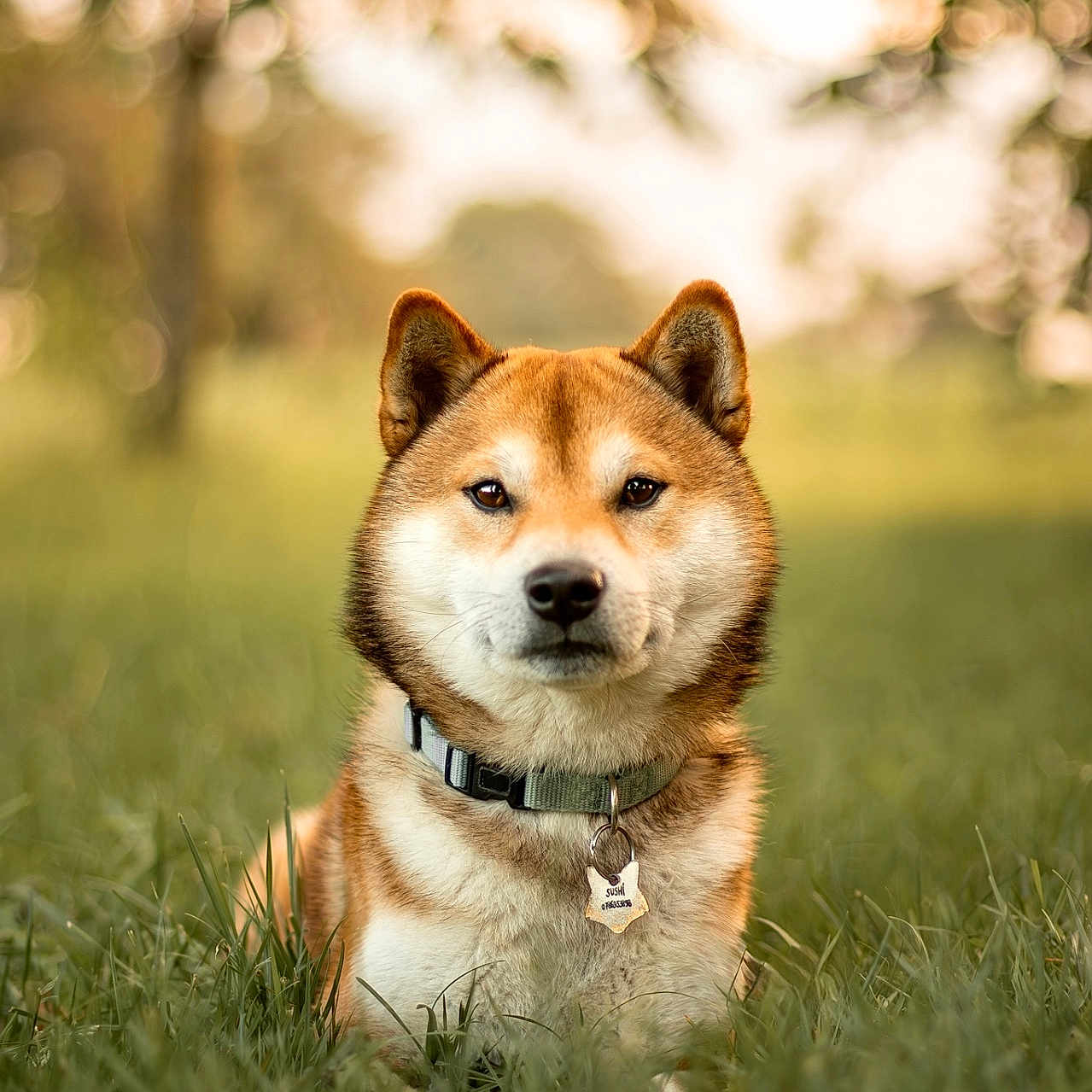 Sushi a rejoint le concours — aidez-le/la à gagner de superbes lots ! adorable, animal, bokeh, calm, canine, closeup, collar, cute, dog, ears, fur, grass, nature, outdoor, pet, portrait, shiba_inu, sitting, sunlight, tag