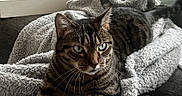 Saturn is registered to the contest to win money with this photo: blanket, cat, couch, cozy, fur, green_eyes, home, indoor, living_room, pet, relaxed, remote_control, ring_light, shelf, sofa, tabby_cat, throw_blanket, tray, whiskers, window_blinds
