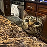 Saturn joined the competition — help win amazing prizes! appliance, cabinets, cat, close_up, counter_edge, curious, domestic, furniture, indoor, kitchen, marble_countertop, nightlight_blue, pet, portrait, stove, tabby_cat, teakettle, towel, whiskers, wide_eyes