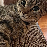 Saturn joined the competition — help win amazing prizes! cat, tabby_cat, pet, close_up, whiskers, big_eyes, indoor, scratching_pad, corrugated_cardboard, fur, relaxed, collar, paw, living_room, fireplace, wood_floor, portrait, curious, face, cozy