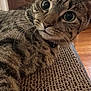 cat, tabby_cat, pet, close_up, whiskers, big_eyes, indoor, scratching_pad, corrugated_cardboard, fur, relaxed, collar, paw, living_room, fireplace, wood_floor, portrait, curious, face, cozy