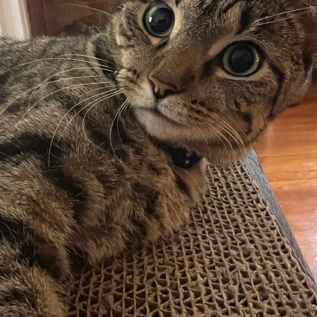 Saturn joined the competition — help win amazing prizes! big_eyes, cat, close_up, collar, corrugated_cardboard, cozy, curious, face, fireplace, fur, indoor, living_room, paw, pet, portrait, relaxed, scratching_pad, tabby_cat, whiskers, wood_floor