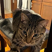 Saturn is registered to the contest to win money with this photo: big_eyes, cabinet, cat, chair, closeup, curious, domestic, ears, feline, hardwood_floor, indoor, kitchen, leather_stool, paw, pet, portrait, relaxed, stripes, tabby_cat, whiskers