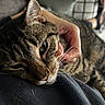 Saturn joined the competition — help win amazing prizes! blanket, cat, close_up, couch, cozy, ear, fur, green_eyes, hand, human_hand, indoor, living_room, nose, pet, portrait, sleepy, sofa, tabby, tabby_cat, whiskers