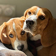 Nala Et Blue a rejoint le concours — aidez-le/la à gagner de superbes lots ! animal, beagle, brown, canine, closeup, companion, cute, cute_pets, dog, domestic_animal, ears, friendship, fur, indoor, mammal, nose, pet, portrait, snuggle, white