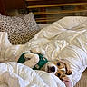 Nala Et Blue participe au concours pour gagner de l'argent avec cette photo : animal, bedroom, blanket, comfort, couch, cozy, cute, dog, ears, fur, furniture, green_harness, indoor, pet, puppy, relaxed, resting, sleepy, soft, white