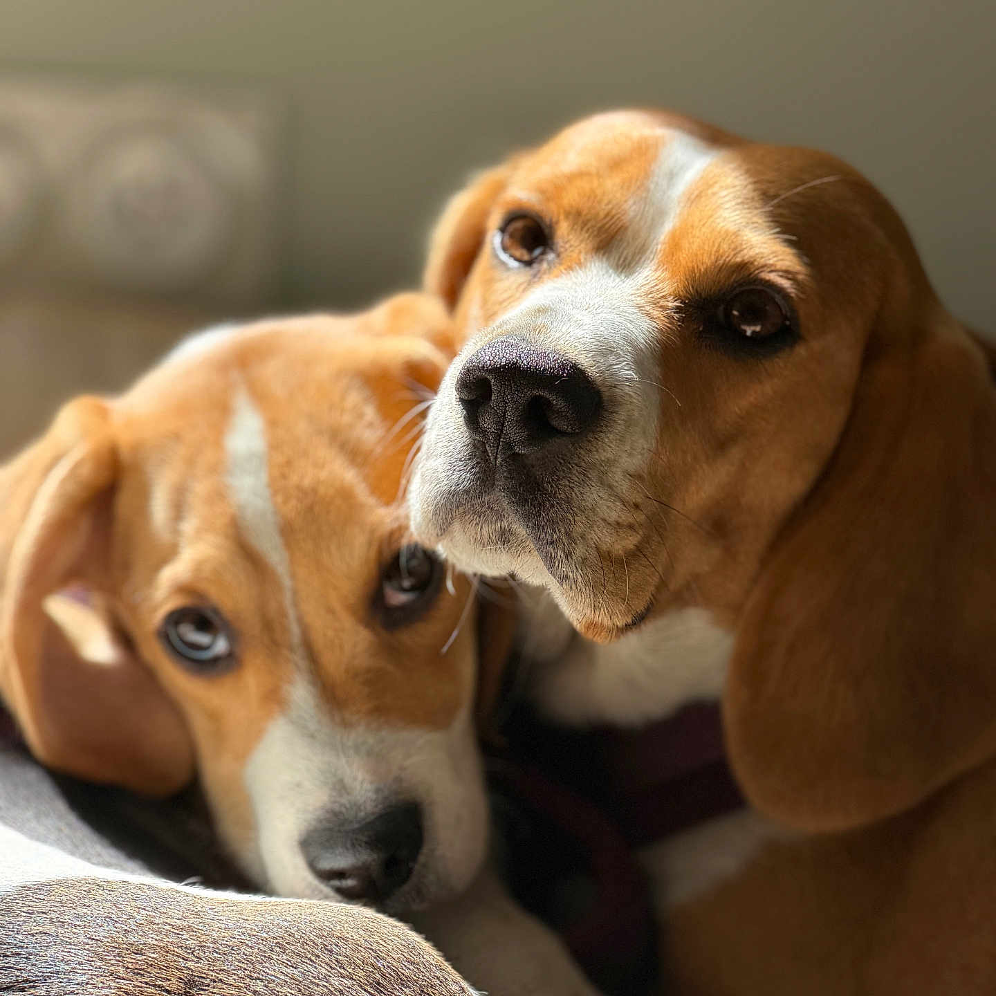 Nala Et Blue