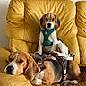 Nala Et Blue participe au concours pour gagner de l'argent avec cette photo : animal, beagle, canine, companion, couch, cute, cute_pets, dog, domestic_animal, fur, harness, indoor, leather, living_room, pet, puppy, relaxed, resting, two_dogs, yellow