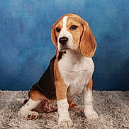 Nala a rejoint le concours — aidez-le/la à gagner de superbes lots ! animal, beagle, canine, dog, hound, pet, puppy, snout