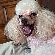 Cuddles joined the competition — help win amazing prizes! animal, closeup, companion, curly_fur, cute, dog, domestic_animal, fur, happy, indoor, mammal, pet, poodle, portrait, relaxed, smiling, teeth, tongue, white, wooden_cabinet