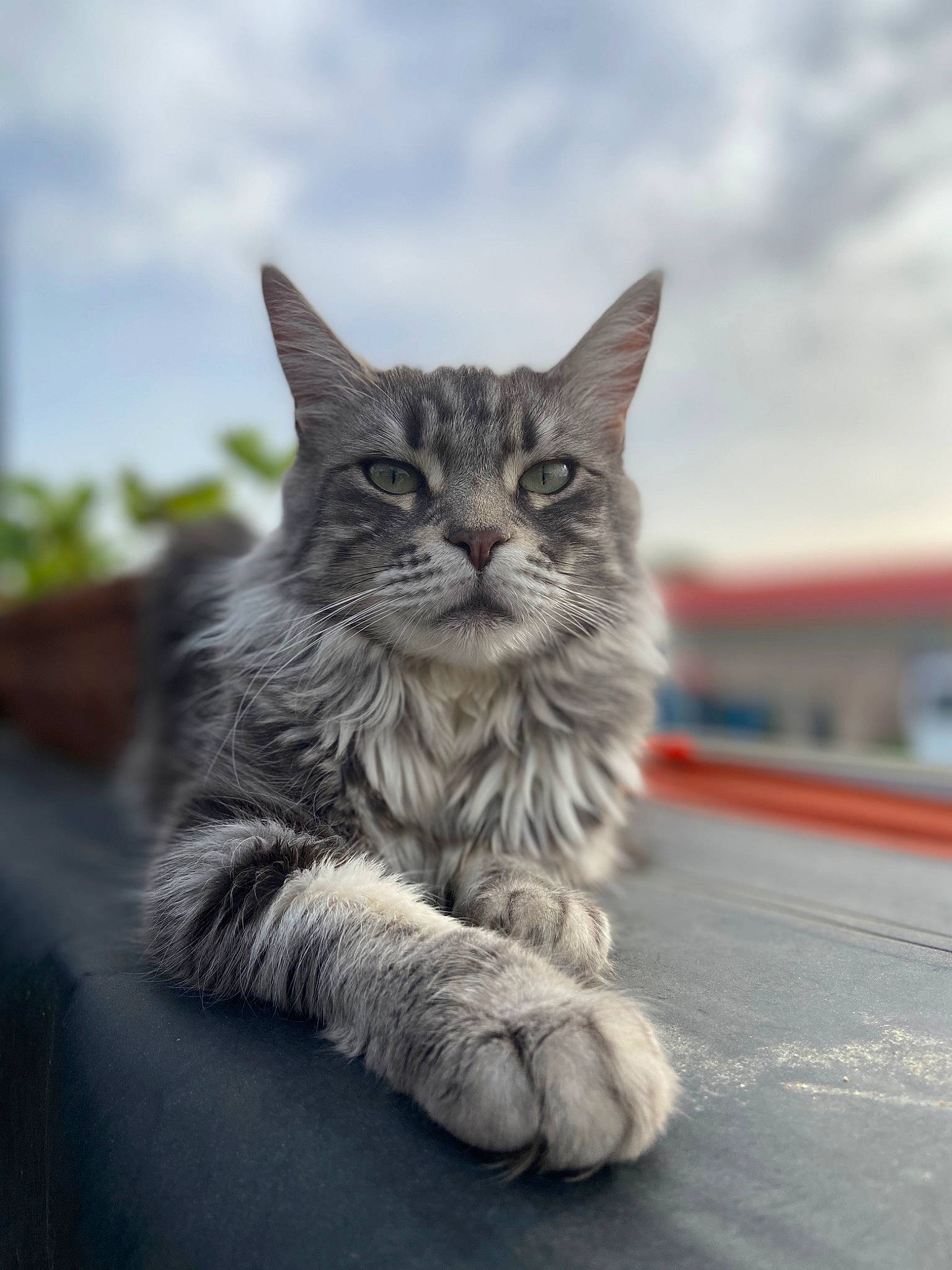 Pixie a rejoint le concours — aidez-le/la à gagner de superbes lots ! carnivore, cat, claw, cloud, domestic_short_haired_cat, felidae, fur, grass, grey, paw, plant, road_surface, sky, small_to_medium_sized_cats, snout, tail, tree, whiskers, window, wood